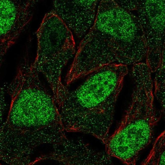 FAM84A Antibody in Immunocytochemistry (ICC/IF)