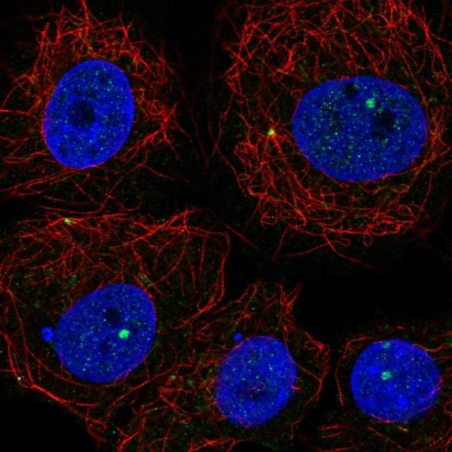 PLEKHH1 Antibody in Immunocytochemistry (ICC/IF)