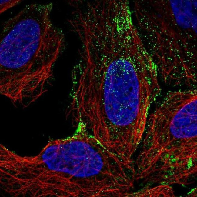 FAM198A Antibody in Immunocytochemistry (ICC/IF)