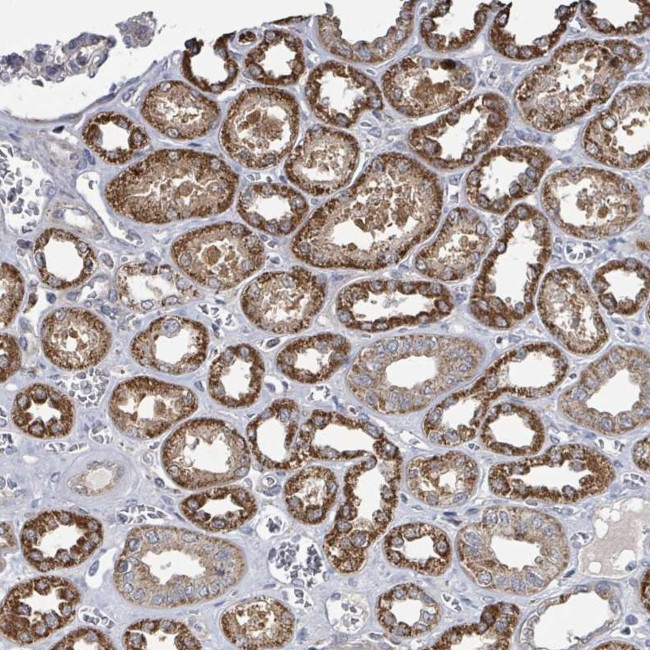 MAGOH Antibody in Immunohistochemistry (Paraffin) (IHC (P))