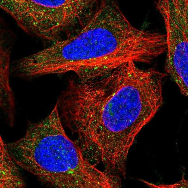 FAM21A Antibody in Immunocytochemistry (ICC/IF)