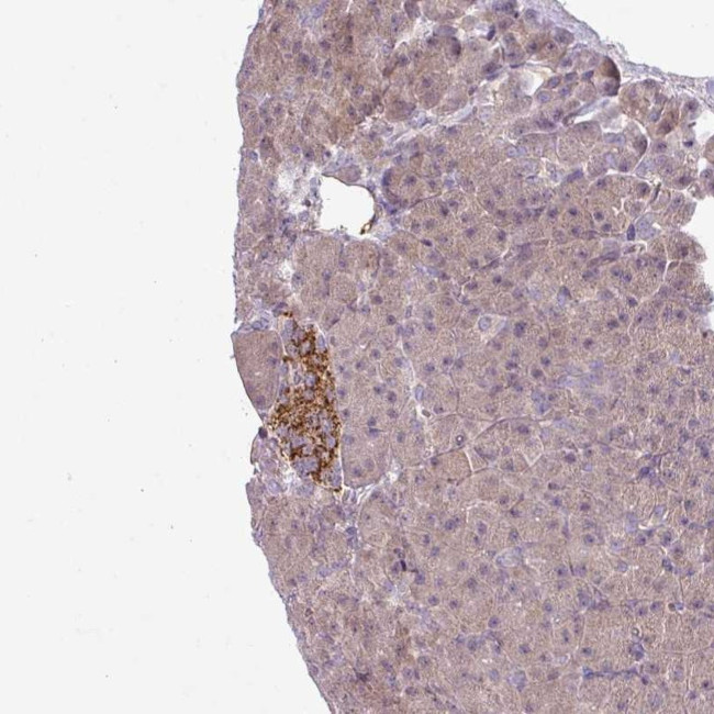 CCDC144A Antibody in Immunohistochemistry (Paraffin) (IHC (P))