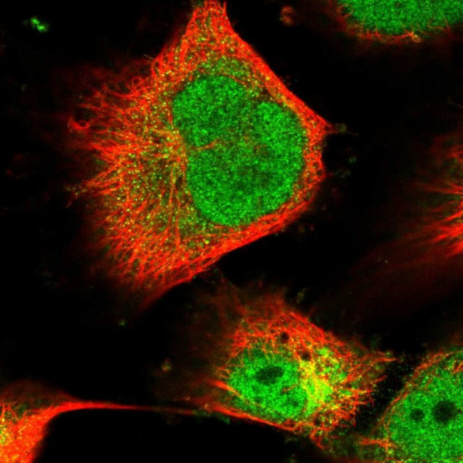 PLEKHG2 Antibody in Immunocytochemistry (ICC/IF)