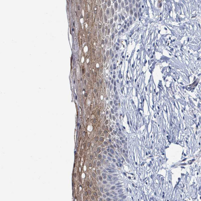 WDR22 Antibody in Immunohistochemistry (Paraffin) (IHC (P))