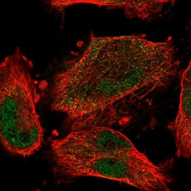 CCDC150 Antibody in Immunocytochemistry (ICC/IF)
