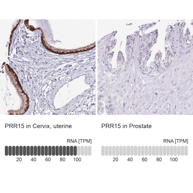 PRR15 Antibody in Immunohistochemistry (IHC)