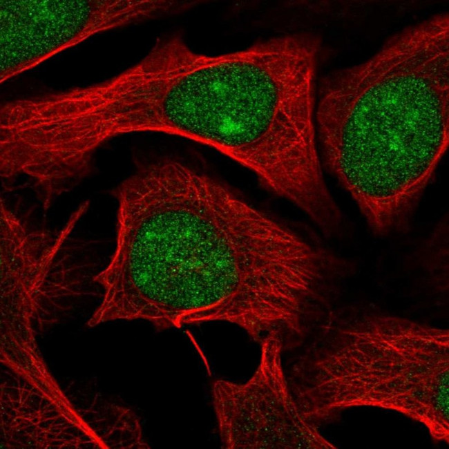 WDR55 Antibody in Immunocytochemistry (ICC/IF)