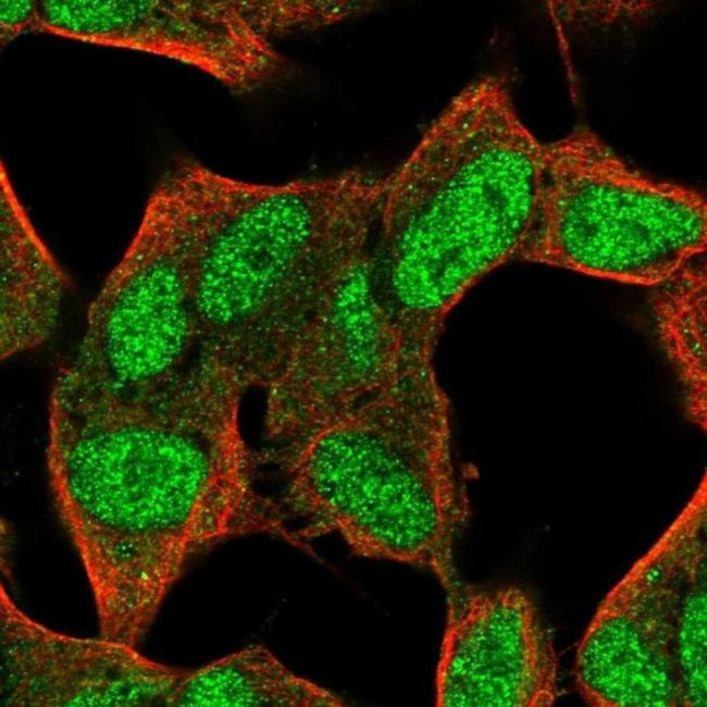 FAM124A Antibody in Immunocytochemistry (ICC/IF)
