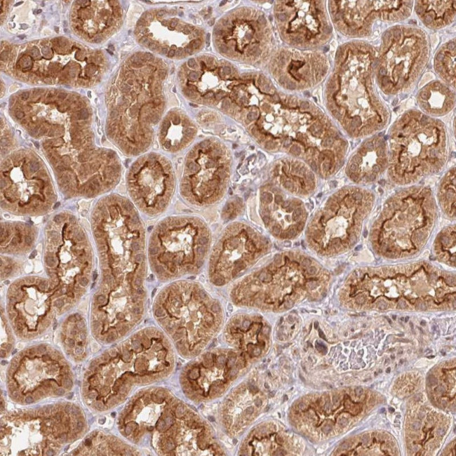 C18orf14 Antibody in Immunohistochemistry (Paraffin) (IHC (P))