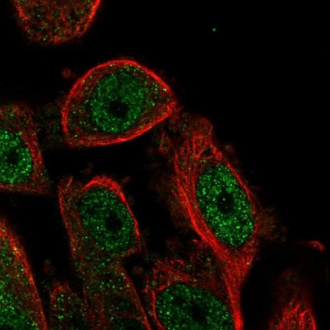 HSBP1L1 Antibody in Immunocytochemistry (ICC/IF)