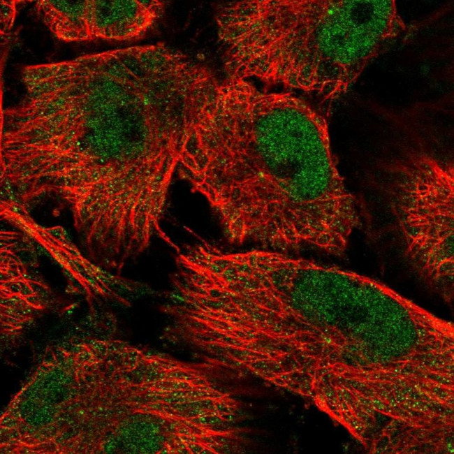 SH3RF3 Antibody in Immunocytochemistry (ICC/IF)