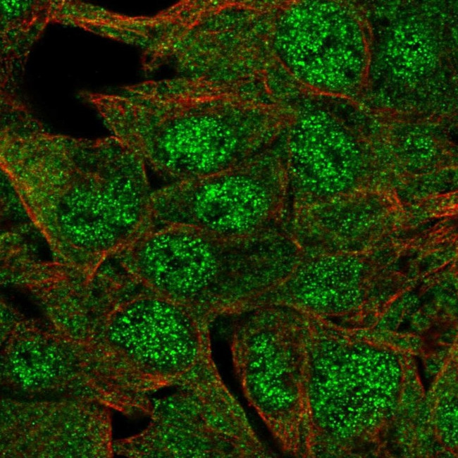 ERICH4 Antibody in Immunocytochemistry (ICC/IF)
