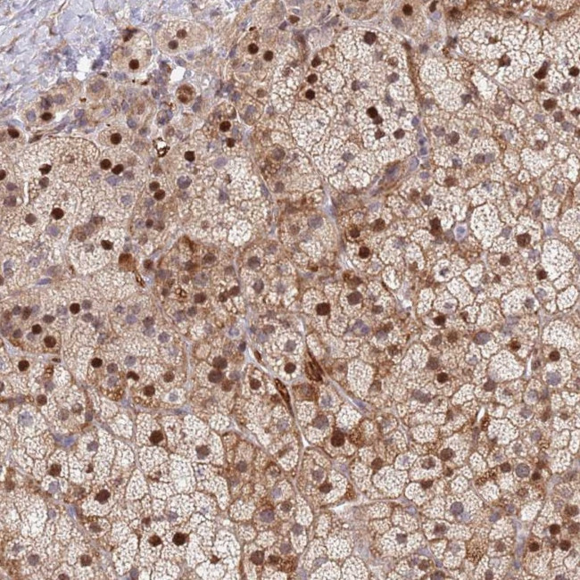 TMEM90A Antibody in Immunohistochemistry (Paraffin) (IHC (P))