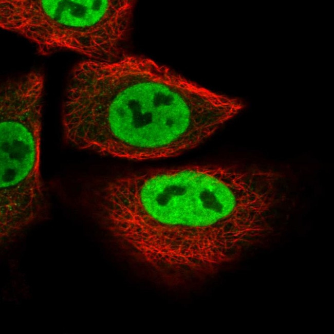 SUSD1 Antibody in Immunocytochemistry (ICC/IF)