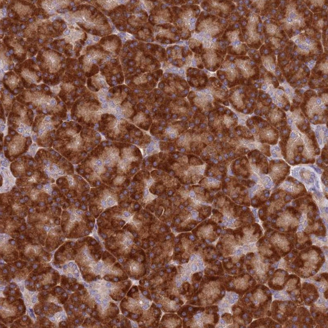 SPATA2 Antibody in Immunohistochemistry (Paraffin) (IHC (P))