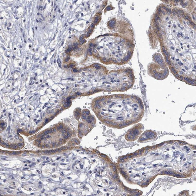 SLC13A4 Antibody in Immunohistochemistry (Paraffin) (IHC (P))