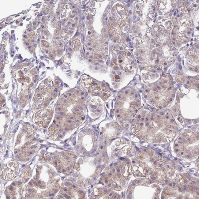 IGIP Antibody in Immunohistochemistry (Paraffin) (IHC (P))