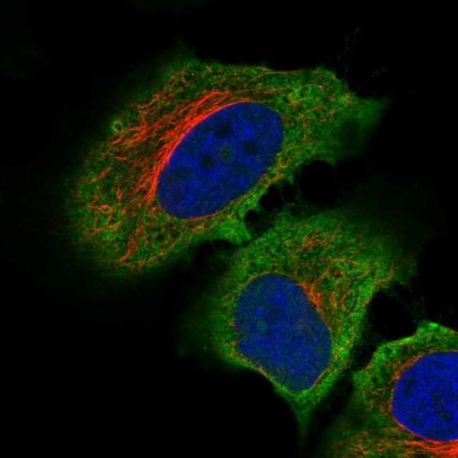 C19orf71 Antibody in Immunocytochemistry (ICC/IF)