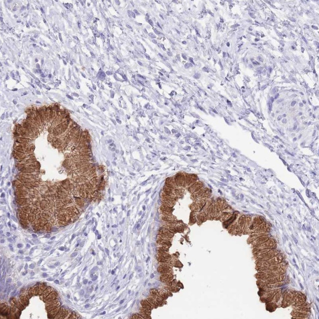 OR2Z1 Antibody in Immunohistochemistry (Paraffin) (IHC (P))