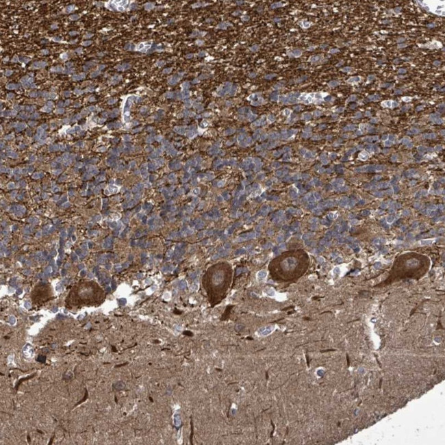 KRTAP27-1 Antibody in Immunohistochemistry (Paraffin) (IHC (P))