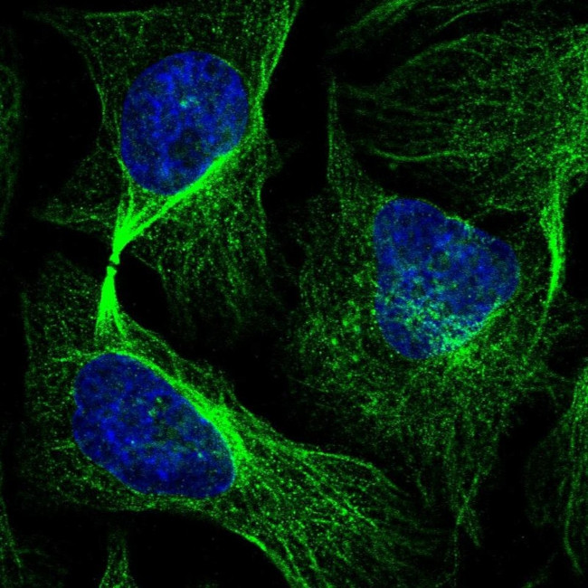 KIAA0090 Antibody in Immunocytochemistry (ICC/IF)