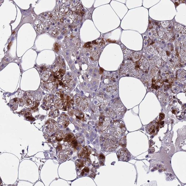 FAM20A Antibody in Immunohistochemistry (Paraffin) (IHC (P))