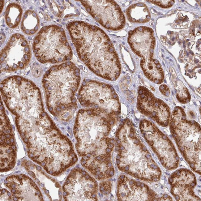 DCAF12L2 Antibody in Immunohistochemistry (Paraffin) (IHC (P))