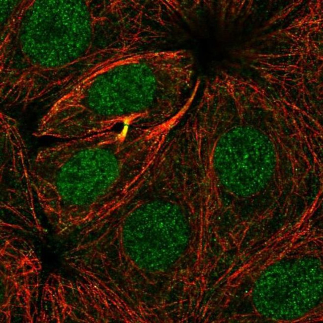 ZBTB24 Antibody in Immunocytochemistry (ICC/IF)