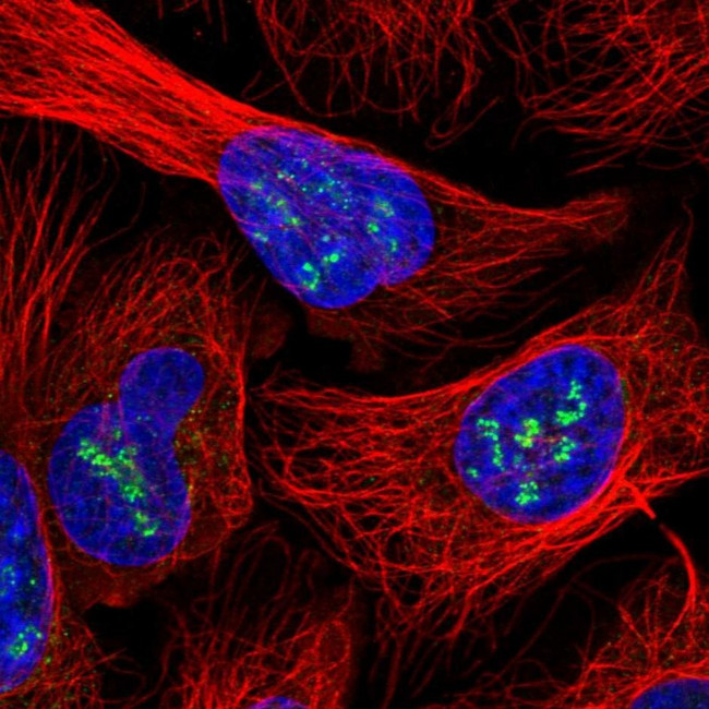 INO80C Antibody in Immunocytochemistry (ICC/IF)