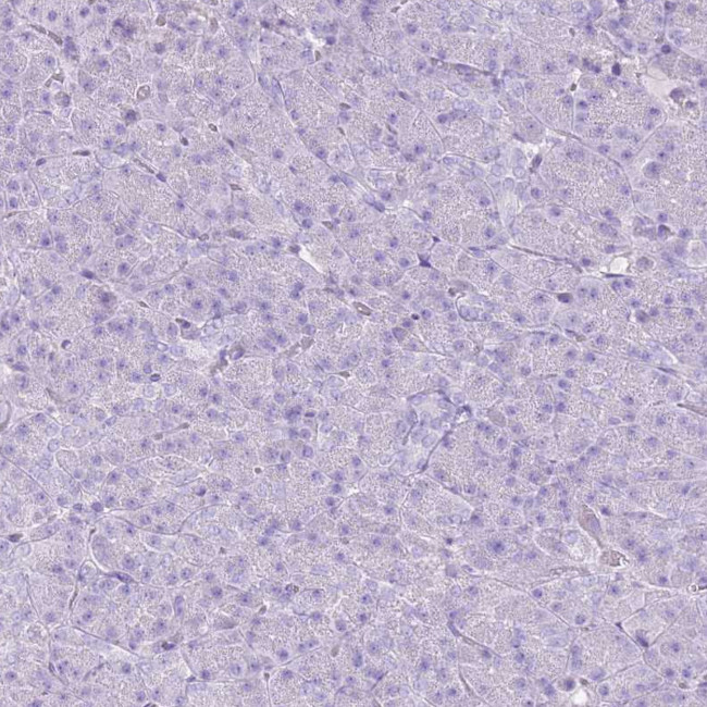 CNFN Antibody in Immunohistochemistry (Paraffin) (IHC (P))