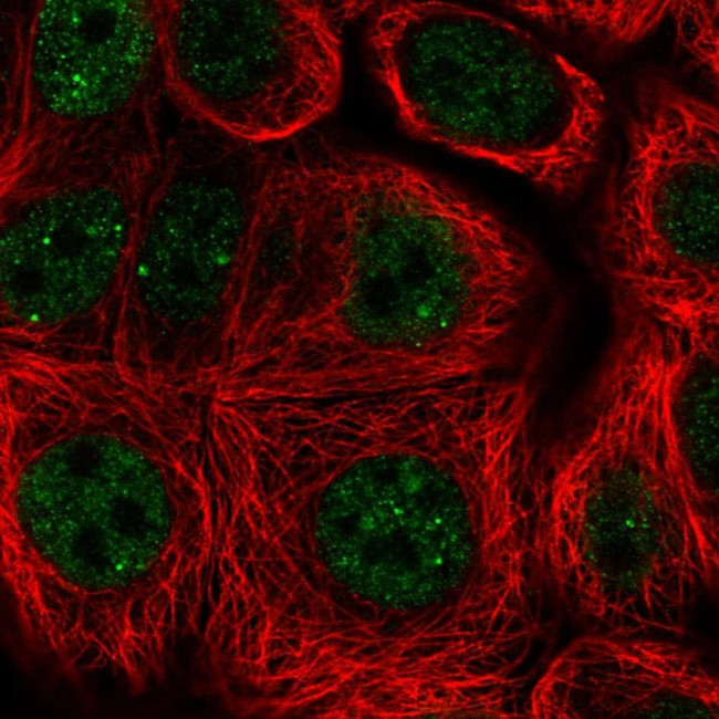 TLE2 Antibody in Immunocytochemistry (ICC/IF)