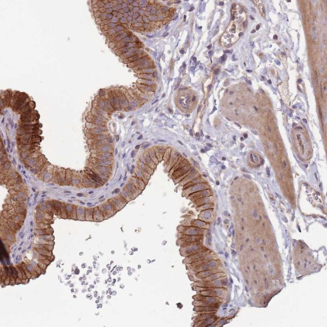 OR4C3 Antibody in Immunohistochemistry (Paraffin) (IHC (P))