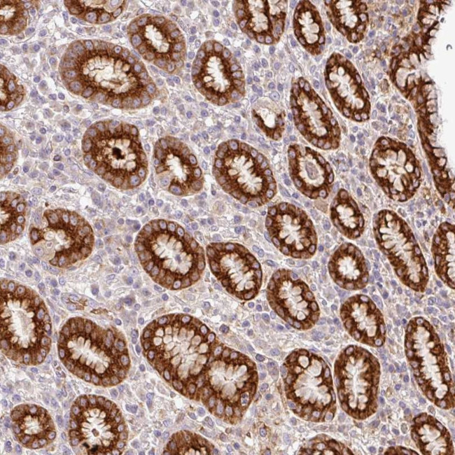 RELM beta Antibody in Immunohistochemistry (Paraffin) (IHC (P))