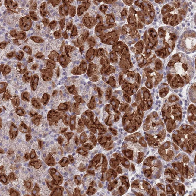 PEX7 Antibody in Immunohistochemistry (Paraffin) (IHC (P))
