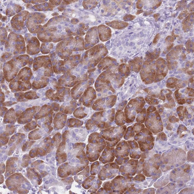 HYOU1 Antibody in Immunohistochemistry (Paraffin) (IHC (P))