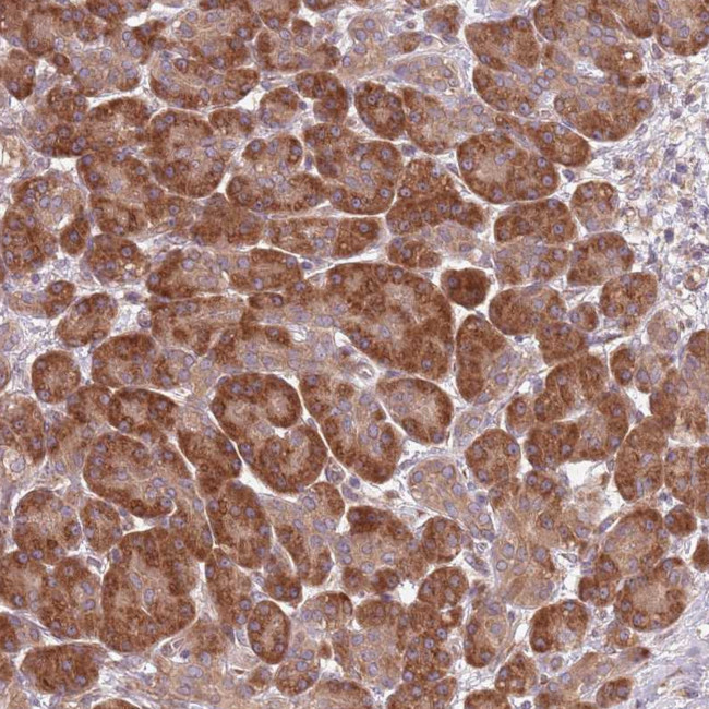 PLD6 Antibody in Immunohistochemistry (Paraffin) (IHC (P))