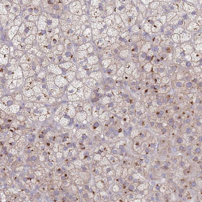 C18orf42 Antibody in Immunohistochemistry (Paraffin) (IHC (P))