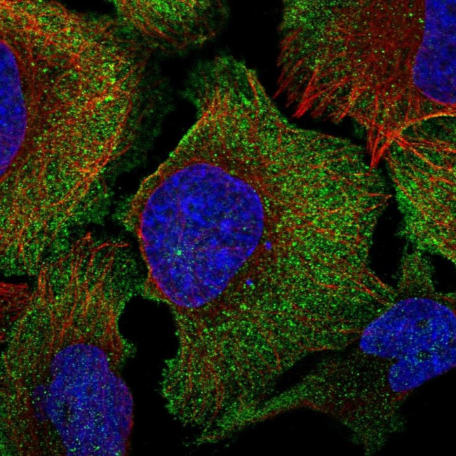C16orf74 Antibody in Immunocytochemistry (ICC/IF)