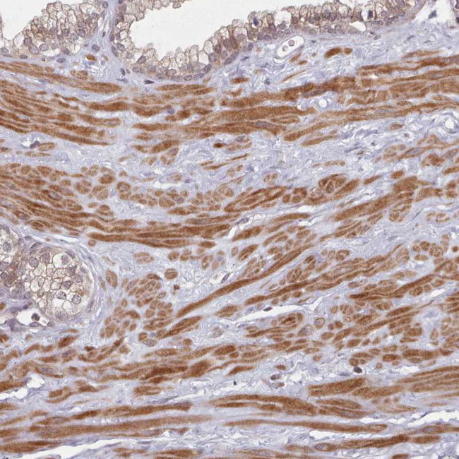 HYAL3 Antibody in Immunohistochemistry (Paraffin) (IHC (P))