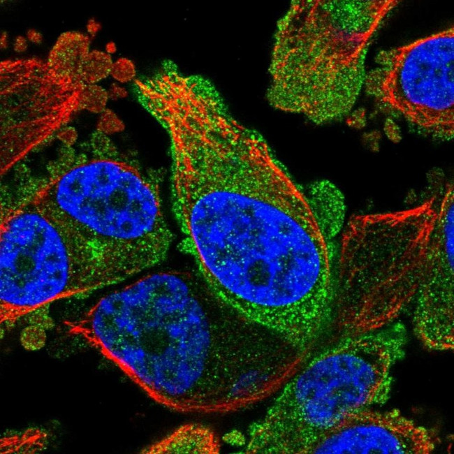FKBP2 Antibody in Immunocytochemistry (ICC/IF)
