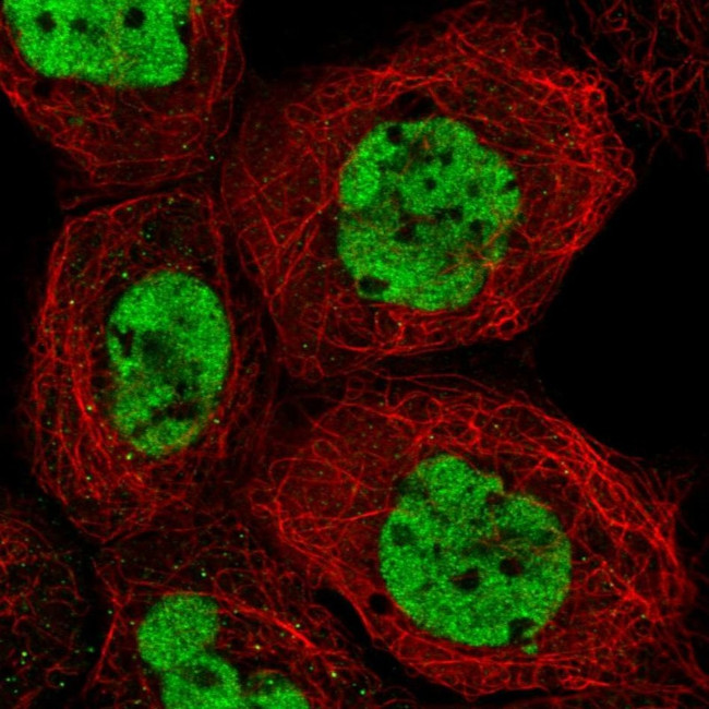 RAVER1 Antibody in Immunocytochemistry (ICC/IF)