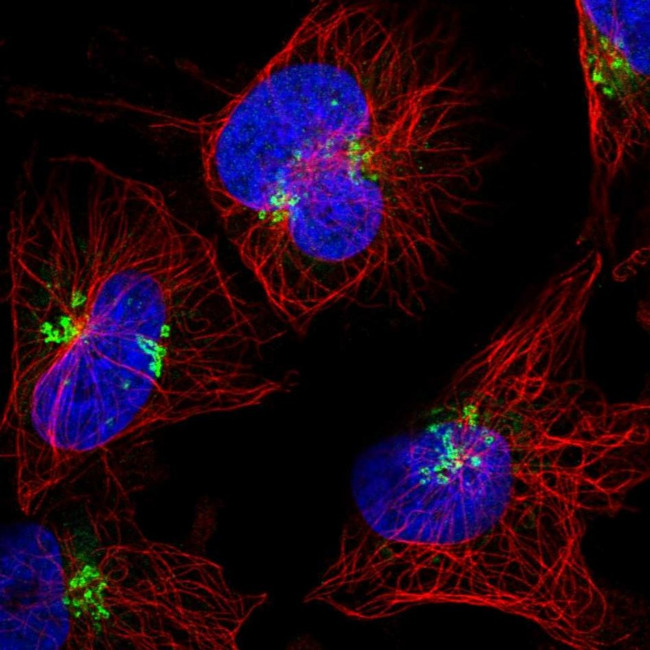 CASC4 Antibody in Immunocytochemistry (ICC/IF)