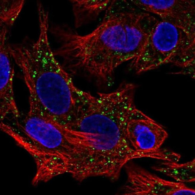 BPIL1 Antibody in Immunocytochemistry (ICC/IF)