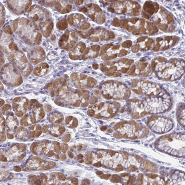 RGPD1 Antibody in Immunohistochemistry (Paraffin) (IHC (P))