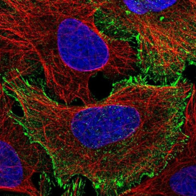 C19orf21 Antibody in Immunocytochemistry (ICC/IF)
