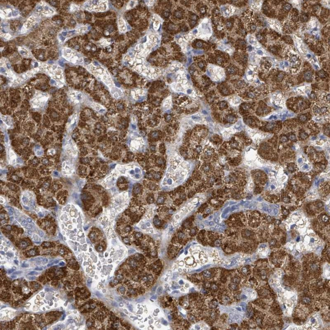 ASB12 Antibody in Immunohistochemistry (Paraffin) (IHC (P))