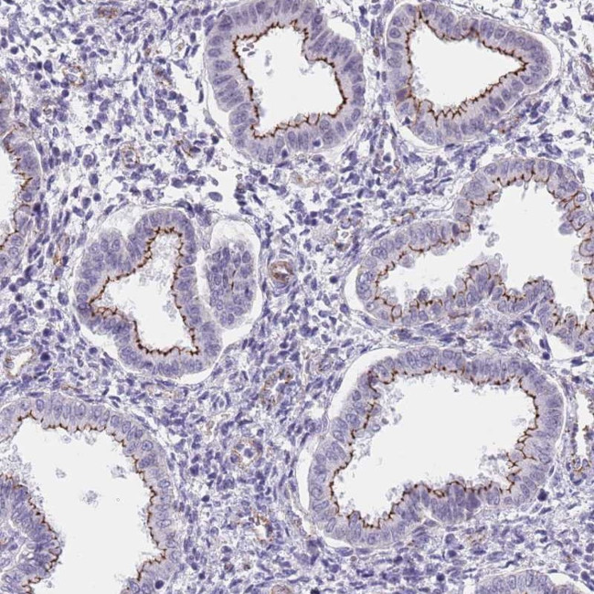 OR5A2 Antibody in Immunohistochemistry (Paraffin) (IHC (P))