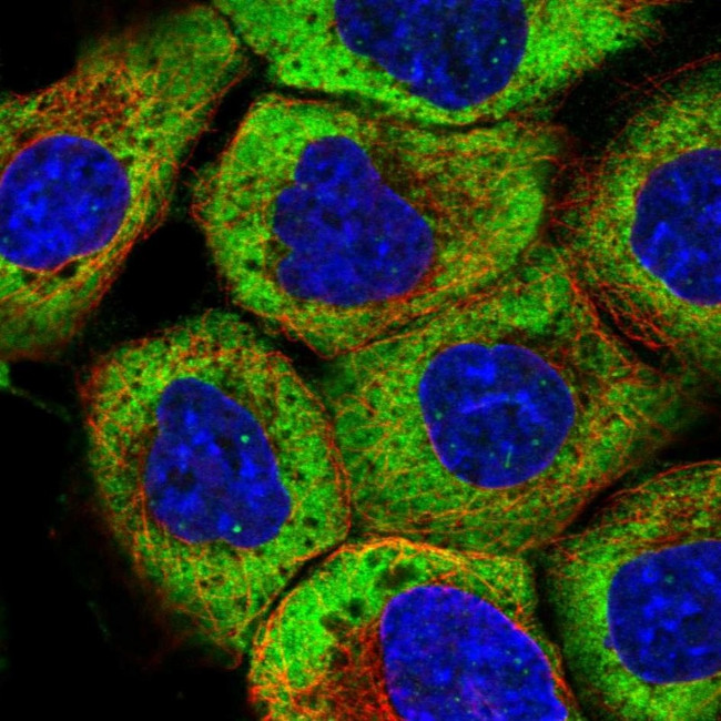 RNF19B Antibody in Immunocytochemistry (ICC/IF)