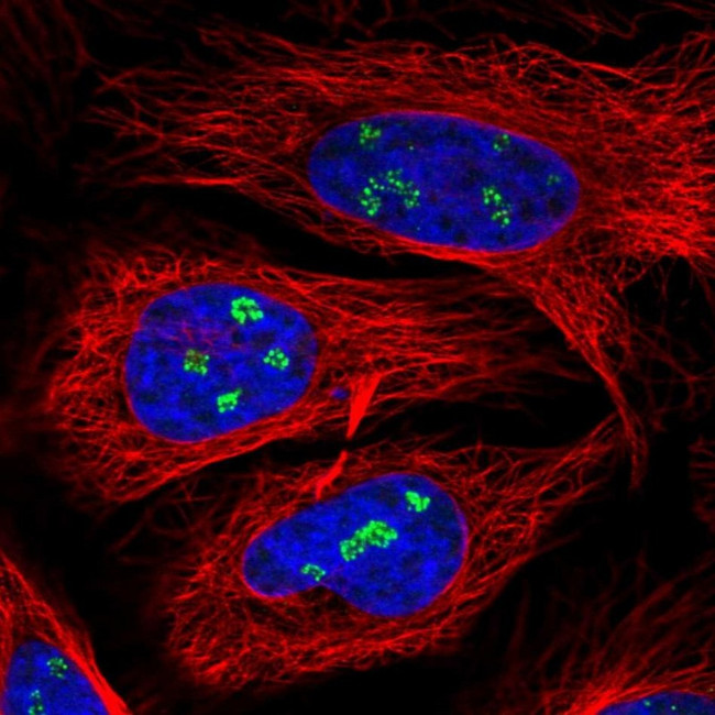 ZNF142 Antibody in Immunocytochemistry (ICC/IF)