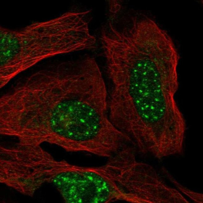 FBXO48 Antibody in Immunocytochemistry (ICC/IF)